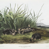 Scalops Townsendii, Townsend's Shrew Mole. Males. Natural size.