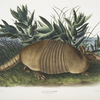 Dasypus Peba, Nine-banded Armadillo. Male. Natural size.