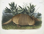 Dasypus Peba, Nine-banded Armadillo. Male. Natural size.