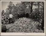 Piling fence posts. Pine Ridge, Dawes County, Neb