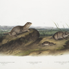 1. Spermophilus Townsendii, American Souslik. Male. Natural size; 2. Arvicola Oregoni, Oregon Meadow-Mouse. Male. Natural size; 3. Arvicola Texiana, Texan Meadow Mouse. Male. Natural size.