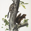 1. Sciurus Fremonsii, Fremont's Squirrel. Natural size; 2.  Sciurus fuliginosus, Sooty Squirrel. Natural size.