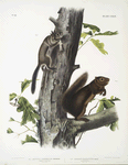 1. Sciurus Fremonsii, Fremont's Squirrel. Natural size; 2.  Sciurus fuliginosus, Sooty Squirrel. Natural size.