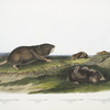 1. Pseudostoma Floridana, Southern Pouched Rat. Old male. Natural size; 2.  Sorex Dekayi, Dekay's Shrew. Young male. Natural size; 3. Sorex longirostris, Long-nosed Shrew. Male. Natural size; 4. Scalops Argentatus, Silvery Shrew Mole. Female. Natural size.