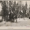 Hauling pulpwood. Coos County, New Hampshire. 1936