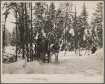 Hauling pulpwood. Coos County, New Hampshire. 1936