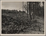 Cut over land. Pine Ridge, Nebraska