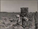 Lettuce workers. Calif. 1937