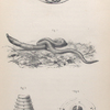 The earthworm: Fig. 1. Young worm escaping from pupa-case, Fig. 2. Earthworm, showing hooks and selled rings, Fig. 3. Anterior rings of worm, with lip, hooks, and respiratory apertures. - from burmeister, Fig. 4. Transverse section of worm. - from ditto