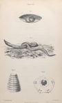 The earthworm: Fig. 1. Young worm escaping from pupa-case, Fig. 2. Earthworm, showing hooks and selled rings, Fig. 3. Anterior rings of worm, with lip, hooks, and respiratory apertures. - from burmeister, Fig. 4. Transverse section of worm. - from ditto