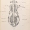 The fly: Diagram showing the anatomy of musca vomitoria