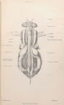 The fly: Diagram showing the anatomy of musca vomitoria