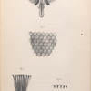 The fly: Fig. 1. Head of house-fly, magnified 20 diameters: a, a, feelers; b, b, compound eyes; c, proboscis, Fig. 2. Magnified portion of detached cornea, Fig. 3. Section of part of compound eye, Fig. 4. Five ocelli, highly magnified