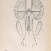 The fly: Proboscis of house-fly, Fig. 1. Proboscis entire, showing lancets, & c., Fig. 2. Magnified ribs, Fig. 3. Magnified section of ribs.