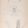 The fly: Fig. 1. Section of Fly, showing nervous system, &c.: a, wing; b, nervous system, Fig. 2. Antenna of fly, Fig. 2a. Sensory depressions  and closed sacs on the same, highly magnified. , Fig. 3. One of the halteres, Fig. 3a, b. Vesicles at the base of the same, highly magnified, Fig. 4. Leg of fly: a, coxa; b, trochanter; c, femur; d, e, tibia; f, tarsus, Fig. 5. Trachea, or respiratory tube, with coil.