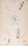 The fly: Fig. 1. Section of Fly, showing nervous system, &c.: a, wing; b, nervous system, Fig. 2. Antenna of fly, Fig. 2a. Sensory depressions  and closed sacs on the same, highly magnified. , Fig. 3. One of the halteres, Fig. 3a, b. Vesicles at the base of the same, highly magnified, Fig. 4. Leg of fly: a, coxa; b, trochanter; c, femur; d, e, tibia; f, tarsus, Fig. 5. Trachea, or respiratory tube, with coil.