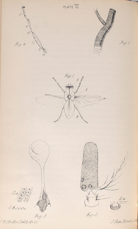 The fly: Fig. 1. Section of Fly, showing nervous system, &c.: a, wing ...