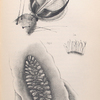 The fly: The anatomy of the fly, Fig. 1. Last joint of tarsus, or foot of fly with hooks and pads, Fig. 1a. Portion of fringe magnified 900 diameters, to show the supposed suckers. Fig, 2. One of the stingmata or breathing -apertures, shown by transmitted light