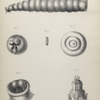 The fly: Life history or the fly, Fig. 1. Larva of house-fly (natural size). Fig. 1a. The same (magnified). Fig. 2. Pupa (natural size), Fig. 3. Lid of pupa-case (magnified), Fig. 4. Anterior extremity of larva, showing hooks (magnigied), Fig. 5. Anterior extremity of larva, with palps retracted, Fig. 6. Anterior extremity of larva, with the same expanded, showing also the trachea and rudimentary feet