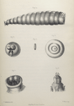 The fly: Life history or the fly, Fig. 1. Larva of house-fly (natural size). Fig. 1a. The same (magnified). Fig. 2. Pupa (natural size), Fig. 3. Lid of pupa-case (magnified), Fig. 4. Anterior extremity of larva, showing hooks (magnigied), Fig. 5. Anterior extremity of larva, with palps retracted, Fig. 6. Anterior extremity of larva, with the same expanded, showing also the trachea and rudimentary feet