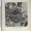 The mouse in the bird's nest, [Frontispiece]