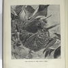 The mouse in the bird's nest