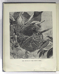 The mouse in the bird's nest