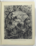 Bulimus, oyolostoma, and other tropical snails
