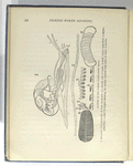 Anatomy of the common white-lipped helix