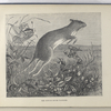 The jumping mouse (Jaculus)