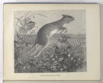 The jumping mouse (Jaculus)