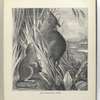 The white-footed mouse