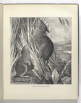 The white-footed mouse