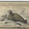 Trichechus, The Walrus, ot Sea-Horse.