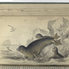 Ph. Vitulina, The Common Seal of the Scottish Coast.