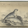 Phoca vitulina, The Common Seal of the French Coast.