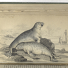 Phoca vitulina, The Common Seal of the French Coast.