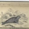 Phoca discolor,  The Marbled Seal, according to Cuvier.