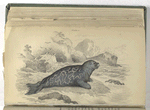 Phoca discolor,  The Marbled Seal, according to Cuvier.