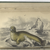 Phoca barbata, The Bearded, or Great Seal.