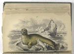 Phoca barbata, The Bearded, or Great Seal.