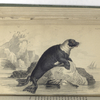 Phoca bicolor, The Pied Seal.