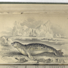 Phoca Hispida, The Rough, or Bristled Seal.