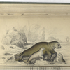 Phoca Leporina, The Hare-Like Seal.