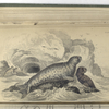 Halichoerus Griseus, The Grey Seal.