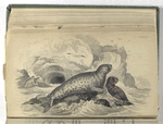 Halichoerus Griseus, The Grey Seal.