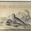 Phoca Leptonyx, The Small-Nailed Seal.
