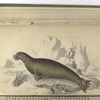 Phoca Leopardina, The Leopard Seal.