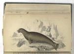 Phoca Leopardina, The Leopard Seal.