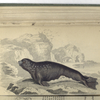 Phoca Monachus,  The Monk Seal.